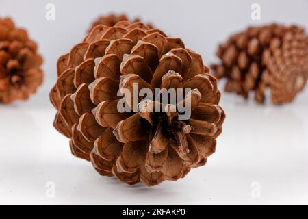 Biologisches Beispiel von fibonacci-Spiralen an einem Pinienkegel isoliert auf weißem Hintergrund. Stockfoto
