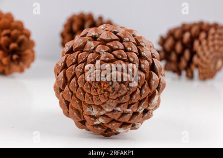 Biologisches Beispiel von fibonacci-Spiralen an einem Pinienkegel isoliert auf weißem Hintergrund. Stockfoto