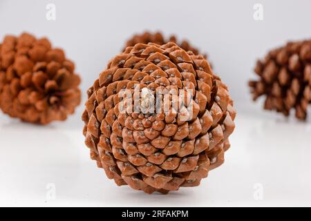 Biologisches Beispiel von fibonacci-Spiralen an einem Pinienkegel isoliert auf weißem Hintergrund. Stockfoto