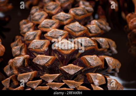 Biologisches Beispiel von fibonacci-Spiralen an einem Kiefernkegel mit offenem Laub Stockfoto