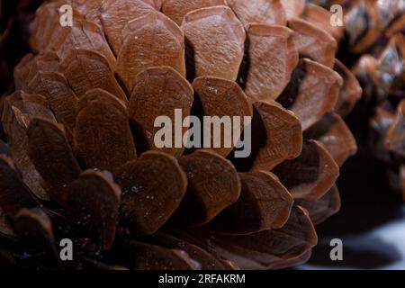 Biologisches Beispiel von fibonacci-Spiralen an einem Kiefernkegel mit offenem Laub Stockfoto