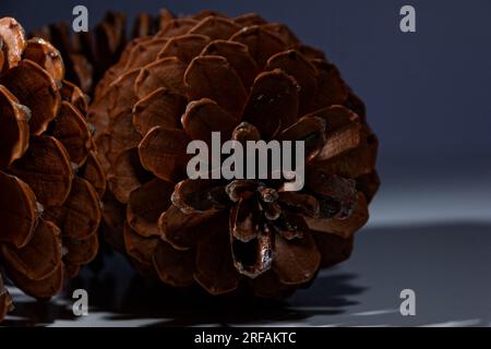 Biologisches Beispiel von fibonacci-Spiralen an einem Kiefernkegel mit offenem Laub Stockfoto