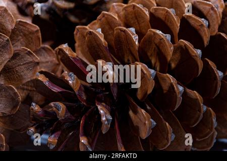 Biologisches Beispiel von fibonacci-Spiralen an einem Kiefernkegel mit offenem Laub Stockfoto