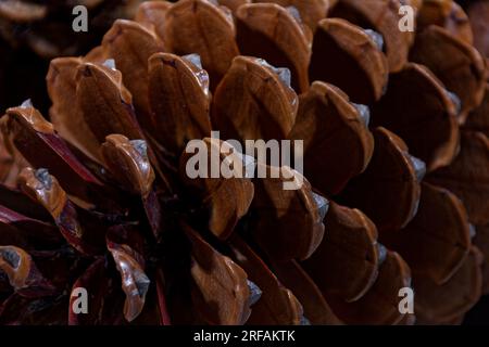 Biologisches Beispiel von fibonacci-Spiralen an einem Kiefernkegel mit offenem Laub Stockfoto