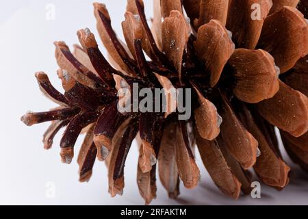 Biologisches Beispiel von fibonacci-Spiralen an einem Pinienkegel isoliert auf weißem Hintergrund. Stockfoto