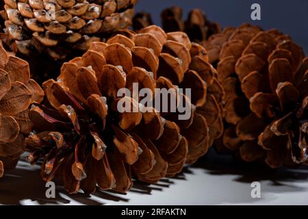 Biologisches Beispiel von fibonacci-Spiralen an einem Kiefernkegel mit offenem Laub Stockfoto