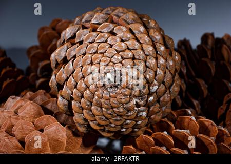 Biologisches Beispiel von fibonacci-Spiralen an einem Kiefernkegel mit offenem Laub Stockfoto