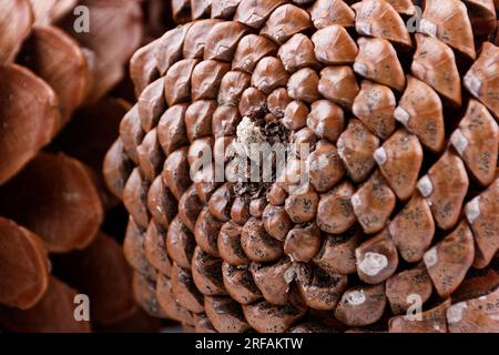 Biologisches Beispiel von fibonacci-Spiralen an einem Pinienkegel isoliert auf weißem Hintergrund. Stockfoto