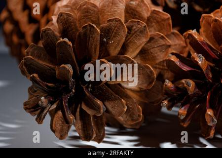 Biologisches Beispiel von fibonacci-Spiralen an einem Kiefernkegel mit offenem Laub Stockfoto