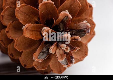 Biologisches Beispiel von fibonacci-Spiralen an einem Pinienkegel isoliert auf weißem Hintergrund. Stockfoto