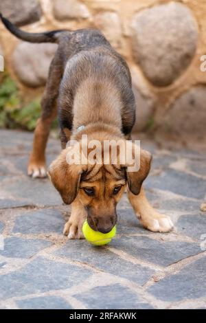 Rette Adoptionshund mit traurigem Gesichtsausdruck mit dem Ballspielzeug Stockfoto