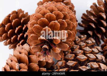 Biologisches Beispiel von fibonacci-Spiralen an einem Pinienkegel isoliert auf weißem Hintergrund. Stockfoto