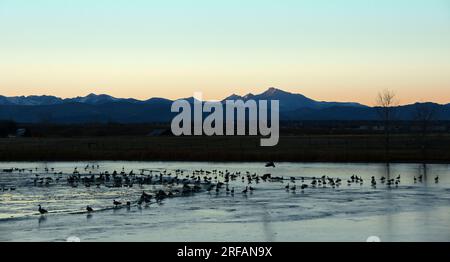 Sonnenuntergang am stearns Lake im Boulder County, colorado, an einem kalten Wintertag, mit felsiger Bergkulisse und einer Vielzahl von kanadiengänsen Stockfoto