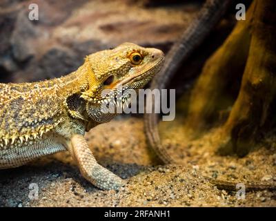 Eidechse auf einem warmen Sand im Terrarium im Zoo. Kleiner Drache Stockfoto