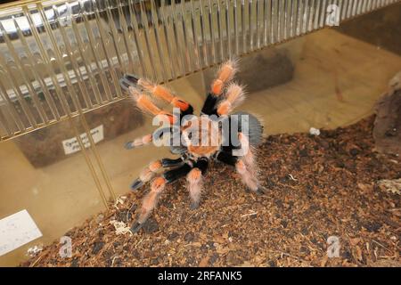 Derby Quad Insekten Spiders Creepy Crawlies - Brachypelma Smithi, eine Spinnenart in der Familie Theraphosidae, die in Mexiko heimisch ist. Stockfoto