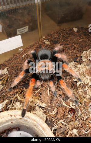 Derby Quad Insekten Spiders Creepy Crawlies - Brachypelma Smithi, eine Spinnenart in der Familie Theraphosidae, die in Mexiko heimisch ist. Stockfoto