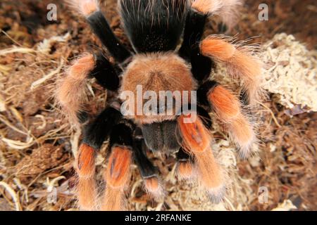 Derby Quad Insekten Spiders Creepy Crawlies - Brachypelma Smithi, eine Spinnenart in der Familie Theraphosidae, die in Mexiko heimisch ist. Stockfoto