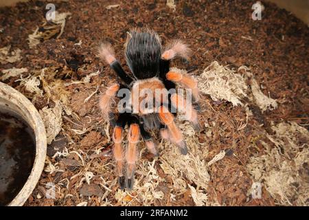 Derby Quad Insekten Spiders Creepy Crawlies - Brachypelma Smithi, eine Spinnenart in der Familie Theraphosidae, die in Mexiko heimisch ist. Stockfoto