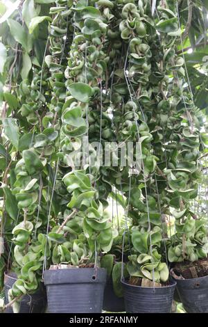 Hoya carnosa compacta-Blätter und -Blumenpflanzen auf Hängetopf im landwirtschaftlichen Betrieb für die Ernte sind Geldfrüchte Stockfoto