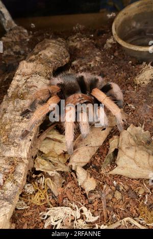 Derby Quad Insects Spiders Creepy Crawlies - Goliath Birdeater (Theraphosa blondi), der zur Familie der Tarantel gehört. Stockfoto