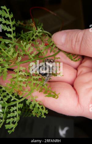 Derby Quad Insekten Spider Unheimliche Krabbeltiere - Spinnen springen. Stockfoto