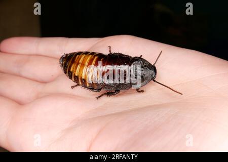 Derby Quad Insects Spiders Creepy Crawlies - Madagaskar zischende Kakerlake (Gromphadorhina portentosa). Stockfoto