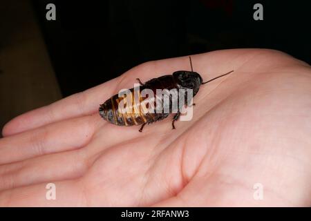 Derby Quad Insects Spiders Creepy Crawlies - Madagaskar zischende Kakerlake (Gromphadorhina portentosa). Stockfoto