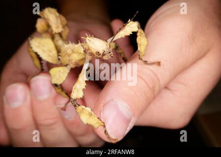 Derby Quad Insects Spiders Creepy Crawlies - Australisches Spiny Blattstäbchen-Insekt. Stockfoto