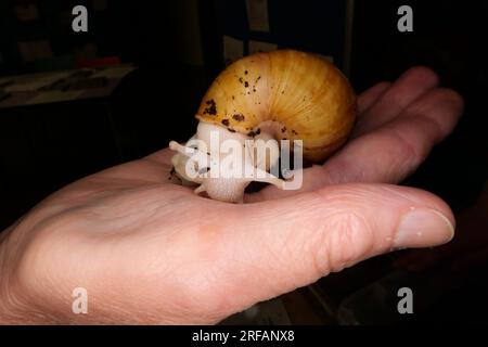 Derby Quad Insects Spiders Creepy Crawlies - riesige weiße Landschnecke. Stockfoto