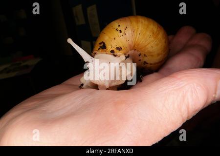 Derby Quad Insects Spiders Creepy Crawlies - riesige weiße Landschnecke. Stockfoto