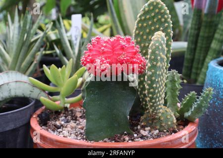 gymnocalycium mihanovichii Kaktus auf einem Topf im landwirtschaftlichen Betrieb für die Ernte sind Barfrüchte Stockfoto