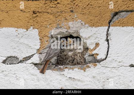 Es ist Zeit zu füttern, schwarze RotStart-Familie auf Nest (Phoenicurus ochruros) Stockfoto