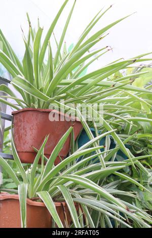 Chlorophytum comosum leaf plant on pot in Farm for Harvest Stockfoto