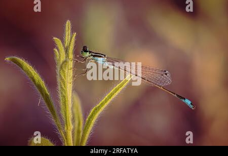 Iberische Blauschwanzfliege bei Sonnenaufgang hoch oben auf einer grünen Pflanze mit verschwommenem Hintergrund Stockfoto
