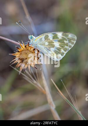 Grüner Pontia-Schmetterling, hoch oben auf einer trockenen Blume bei Sonnenuntergang Stockfoto