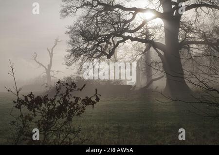 Die Wintersonne bricht durch den Nebel im Windsor Great Park Stockfoto