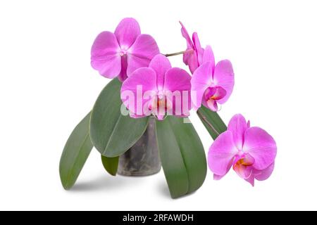 Wunderschöne tropische lila Phalaenopsis, Orchideenblüte mit grünen Blättern im Topf isoliert auf weißem Hintergrund. Blumen-, Garten-, Hobby-, Haus- und Pflanzenpflege. Stockfoto