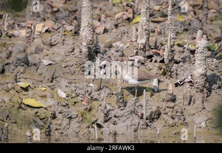 Vögel von sundarbans (gewöhnlicher Sandpiper). Sundarbans Mangrovenwald ist ein großartiges Tierschutzgebiet. Stockfoto