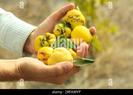 Kleine gelbe Quitte in männlichen Händen im Garten. Frische Wildfrüchte Vitamine gesunde Ernährung Gartenkonzept. Die Herbstwaldbäume ernten einheimische Bäume Stockfoto