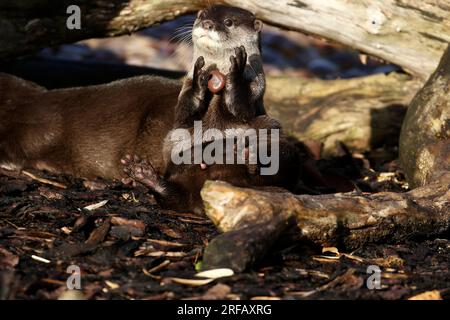 Asiatische Small - kratzte Otter Stockfoto