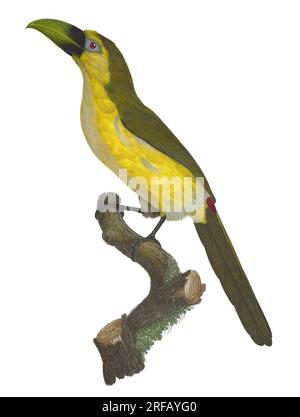 Süd- und Mittelamerika: Smaragdtukan. Gemälde aus der „Naturgeschichte der Paradiesvögel und Walzen, Toucans und Barbus“ von Jacques Barraband (1767-1809), 1806. Der smaragdgrüne Tukan ist ein fast passeriner Vogel aus der Tukanfamilie, der von Mexiko bis in den Norden Venezuelas zu finden ist. Der Tukan ist ein farbenfroher, geselliger Waldvogel, der von Mexiko bis Argentinien gefunden wird und für seinen riesigen und farbenfrohen Schein bekannt ist. In Mittel- und Südamerika wird der Toucan mit bösen Geistern in Verbindung gebracht und kann die Inkarnation eines Dämons sein. Aber der Toucan kann auch ein Stammestotem sein. Stockfoto