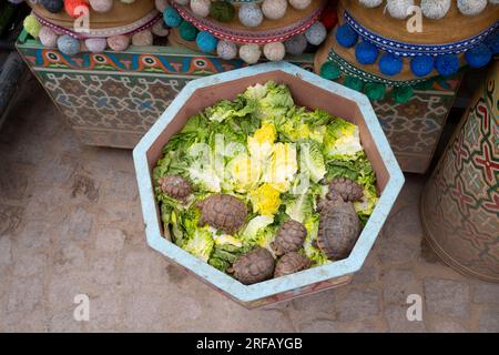 Marokko: Bogenschildkröten oder griechische Schildkröten (Testudo graeca) vor einem Henna-Geschäft, Souk District, Medina von Marrakesch, Marrakesch. Marrakesch wurde 1070 von Emir Abu Bakr ibn Umar als kaiserliche Hauptstadt des Almoravid-Reiches gegründet. Die Almoravids errichteten die ersten großen Strukturen in der Stadt und wuchsen schnell und etablierten sich als kulturelles, religiöses und Handelszentrum für den Maghreb. Stockfoto