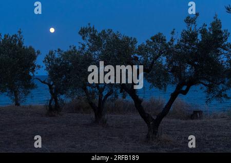 Olivenbäume am Ufer der Ägäis bei Nacht in Griechenland, Kassandra Stockfoto