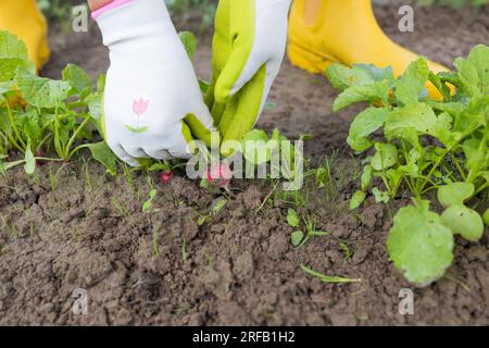 Bauern halten mit frisch geerntetem Rettich vor dem Hintergrund von gepflanztem Rettich. Geringe Schärfentiefe. Stockfoto