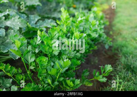 Nahaufnahme der Sellerie Plantage, Blattgemüse im Gemüsegarten, Blick von oben. Selleriesämling im Gemüsegarten anpflanzen, selektiv Stockfoto