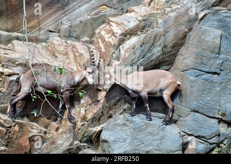 Zwei Bergziegen, die im Zoo spielen und kämpfen. Stockfoto