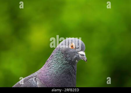 Wunderschönes Pidgeon Portait Stockfoto
