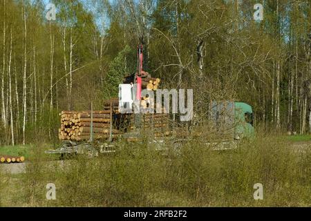 Bäume Fällen. Radlader, lädt Holz auf einen Lkw. Stockfoto