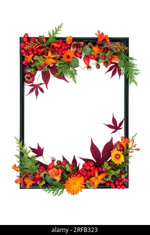 Blumen Thanksgiving Herbst Herbst Natur Hintergrund Grenze mit Blumen, Blätter, Beerenfrucht, Nüsse, mit schwarzem Rahmen auf weiß. Lebendiges Design der Saison. Stockfoto