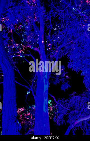 BELEUCHTETES Licht Festival Bunte Lichter Lichtlinien glänzende Disco-Bälle in Bäumen Projektionen und Beleuchtungen bei Nacht Werribee Melbourne Australien Stockfoto